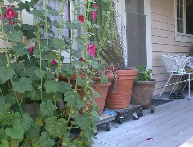 Hollyhock Country House hotel detail image 3