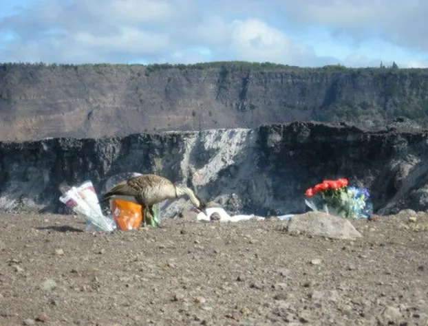 Volcano Mist Cottage hotel detail image 3