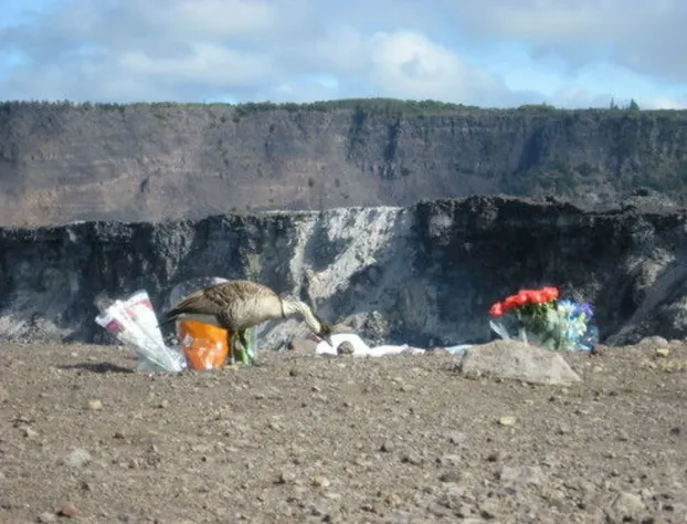 Volcano Mist Cottage hotel detail image 4
