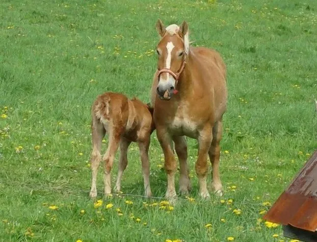 Garden Gate Get-A-Way Bed & Breakfast hotel detail image 2