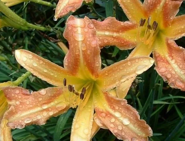 Garden Gate Get-A-Way Bed & Breakfast hotel detail image 3