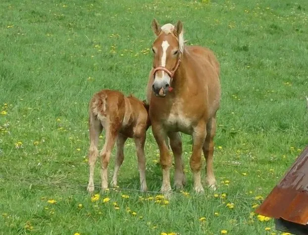 Garden Gate Get-A-Way Bed & Breakfast hotel detail image 4