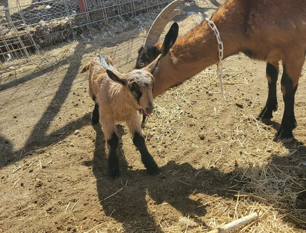 Mountain Goat Lodge hotel detail image 2