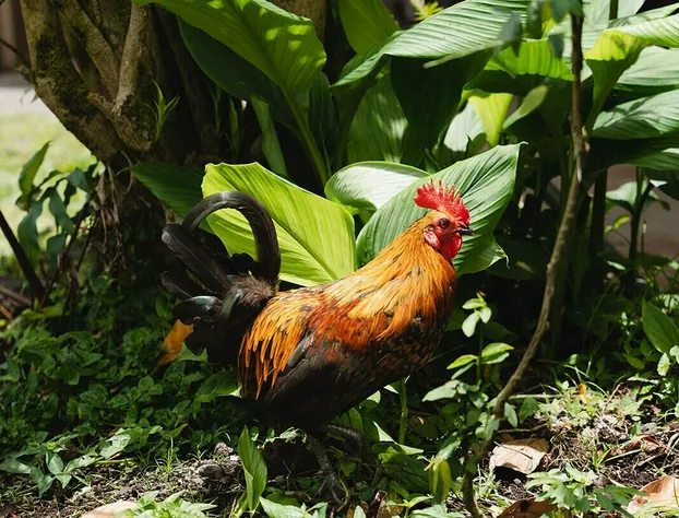 Hawaiian Sanctuary hotel detail image 4