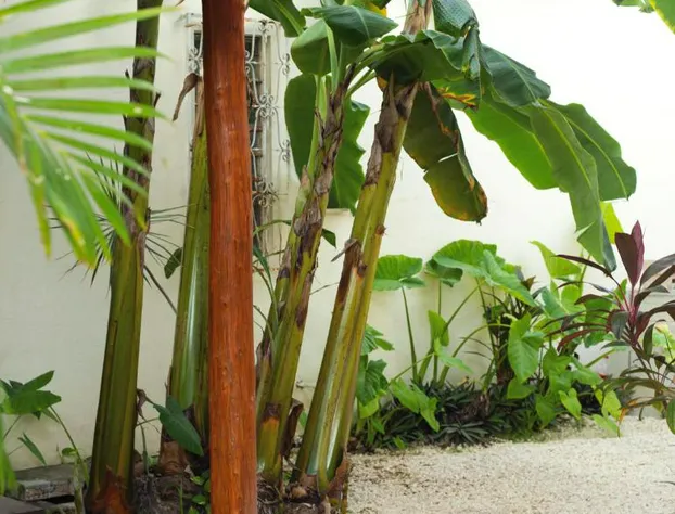 hotel stella maris tulum hotel detail image 1