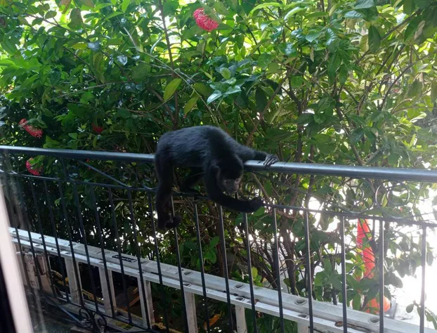 Hotel Sevilla Palenque hotel detail image 3