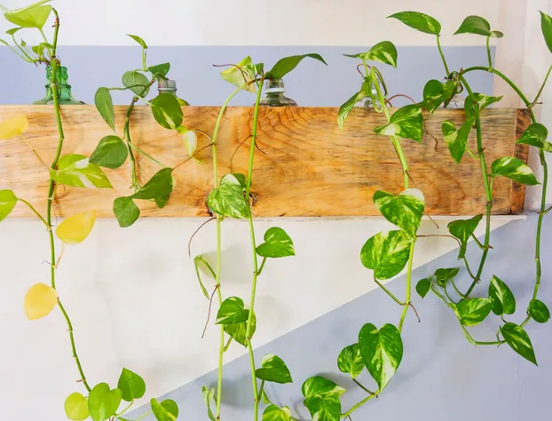 Siena Suite hotel detail image 3