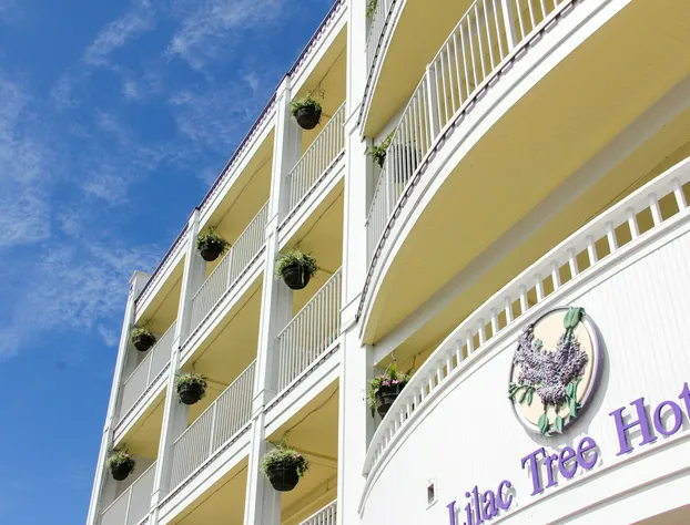Lilac Tree Suites hotel detail image 1