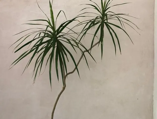 L´hotelito hotel detail image 4