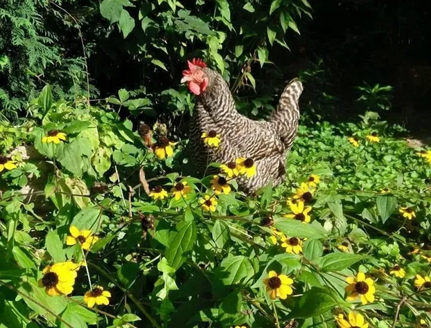 Manderley Bed and Breakfast hotel detail image 4