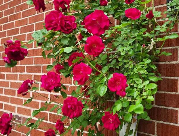 Robinsong Bed and Breakfast hotel detail image 1