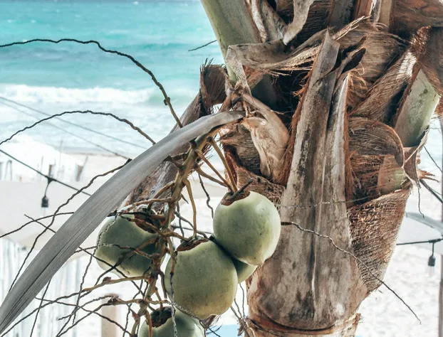 Posada Lamar Tulum Beach Front and Pool hotel detail image 4