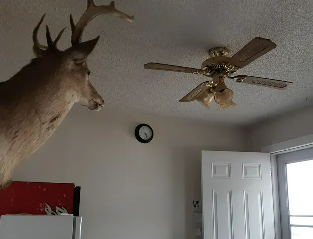 Deerhead Inn hotel detail image 1