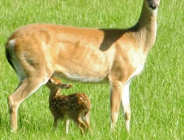 Chicaugon Lake Inn hotel detail image 4