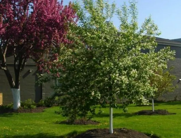 Veterans Park Hotel hotel detail image 1