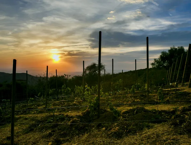Hotel Camino de Vinos hotel detail image 4