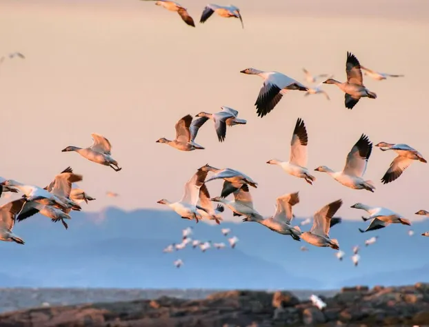 Auberge Pourvoirie Isle-aux-Grues hotel detail image 4
