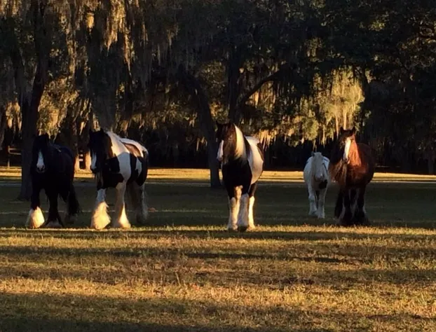 Rock Pointe Ranch hotel detail image 2
