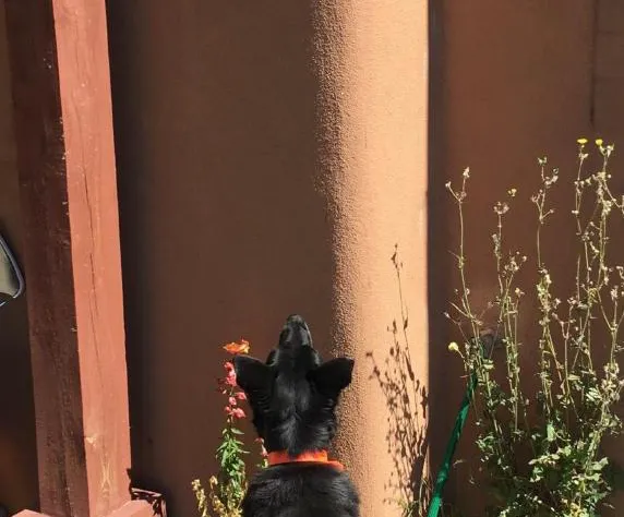 Bobcat Inn Bed and Breakfast hotel detail image 3