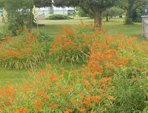 The Golden Inn hotel detail image 3