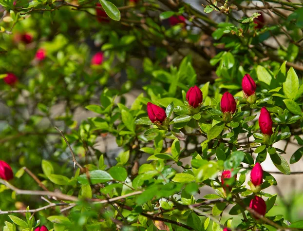 Pilgrims Rest Bed and Breakfast hotel detail image 2