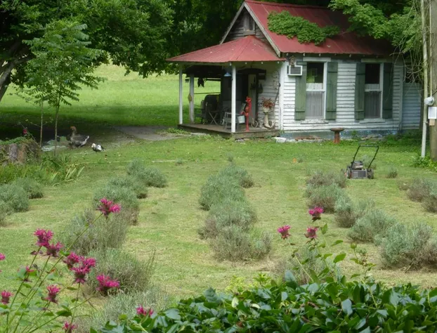 Mulberry Lavender Farm and B&B hotel detail image 3