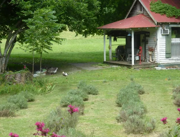 Mulberry Lavender Farm and B&B hotel detail image 3