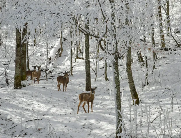 Bald Mountain House Inn at the Wolf Laurel Resort hotel detail image 4