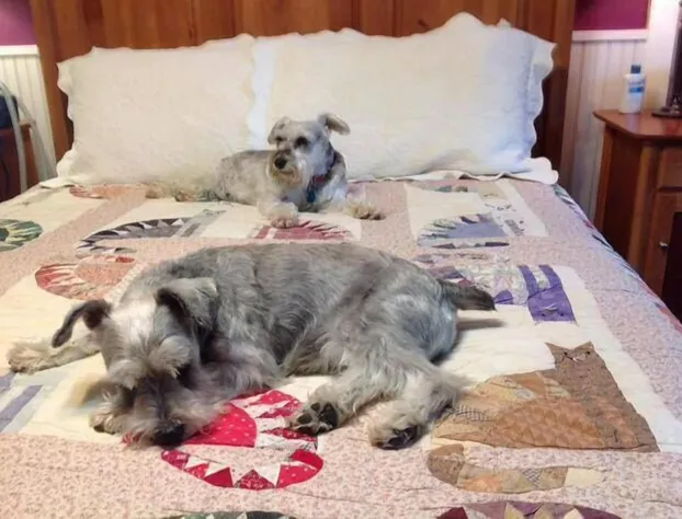 The Feathered Star B&B hotel detail image 3