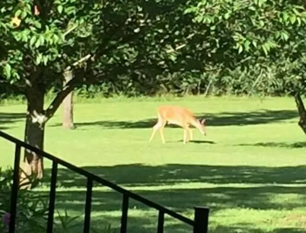 Sisters on sycamore B&B hotel detail image 3