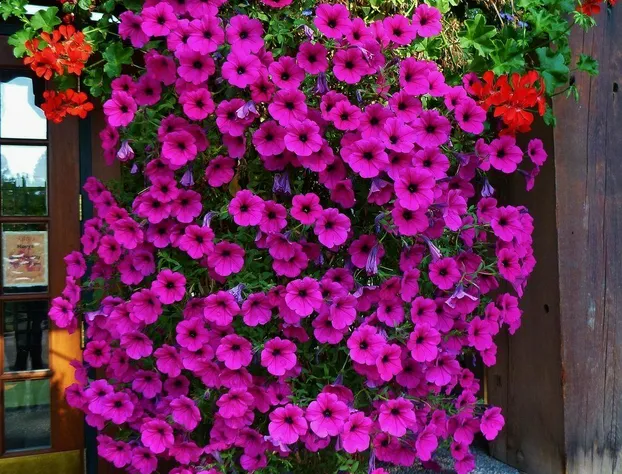 Mountain Lake Lodge hotel detail image 4