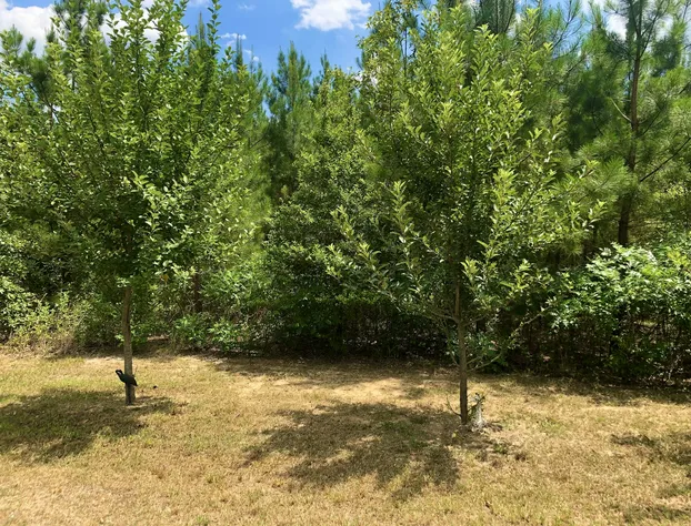Temple in the Woods hotel detail image 3