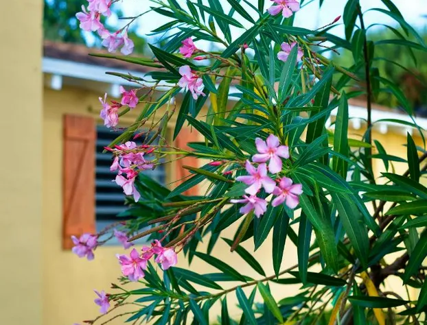 Atlantic Hideaway hotel detail image 2