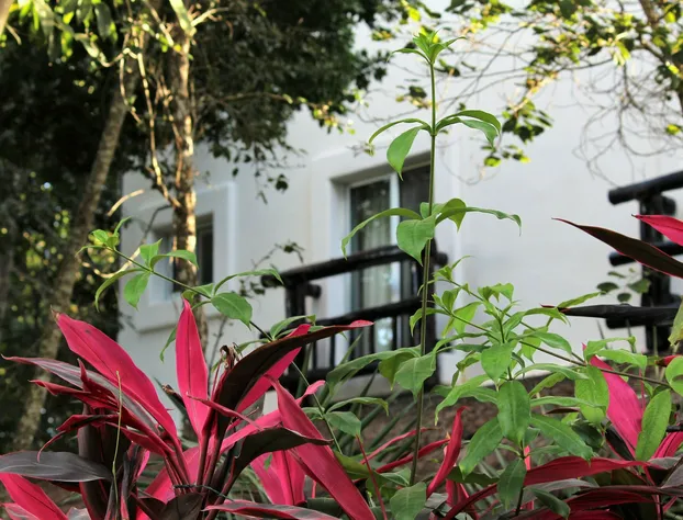 Jungle Secrets Riviera Maya hotel detail image 2