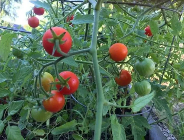 Dragonfly Bed and Breakfast hotel detail image 3