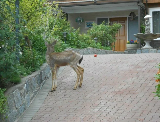 Mountain Bed & Breakfast hotel detail image 3