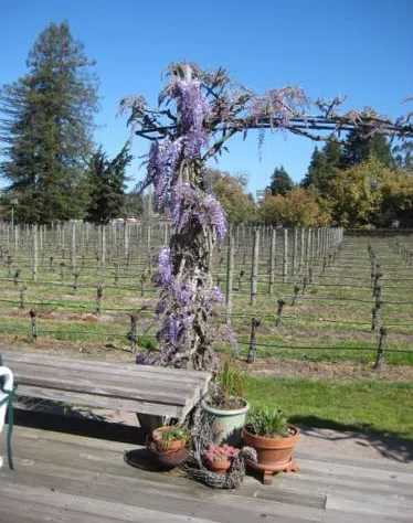 Pearlessence Vineyard Inn hotel detail image 4