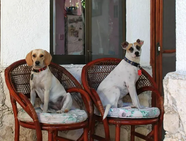 Alicia's Bed & Breakfast hotel detail image 4