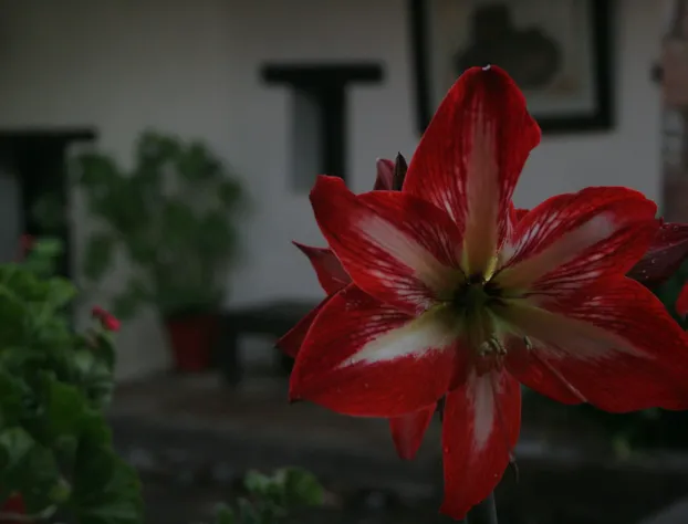 Hotel Ruinas del Real hotel detail image 2