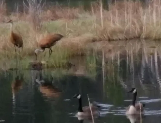 Bee 'n Bee Bed n' Breakfast hotel detail image 3