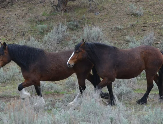 Wildhorse Mountain Guest Ranch hotel detail image 3