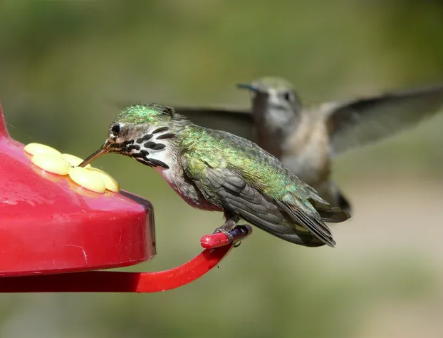 Wildhorse Mountain Guest Ranch hotel detail image 4