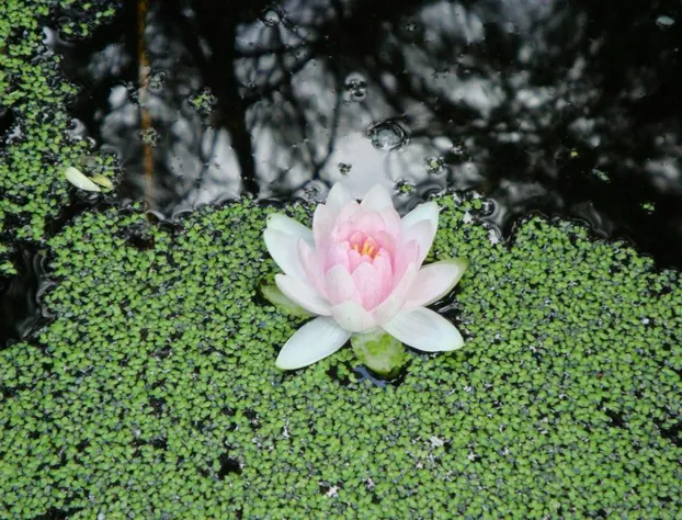 Down Home B & b hotel detail image 3