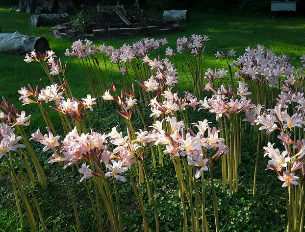 Emma's Bed and Breakfast hotel detail image 3