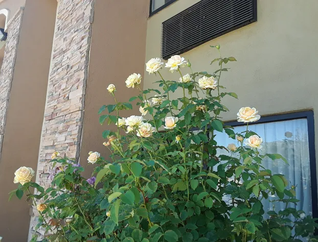 Amerstone Inn & Event Center hotel detail image 3