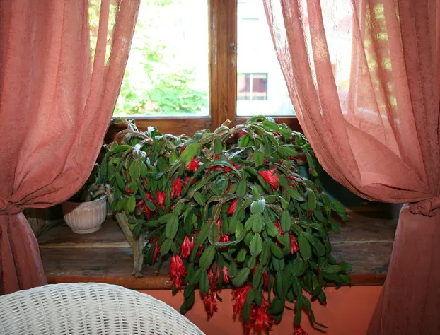 Gîte À l'Augustine hotel detail image 3