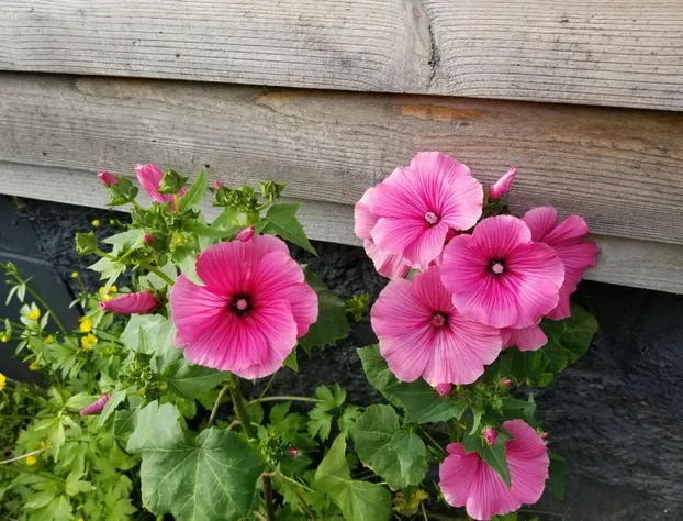 Cache Cabins hotel detail image 4