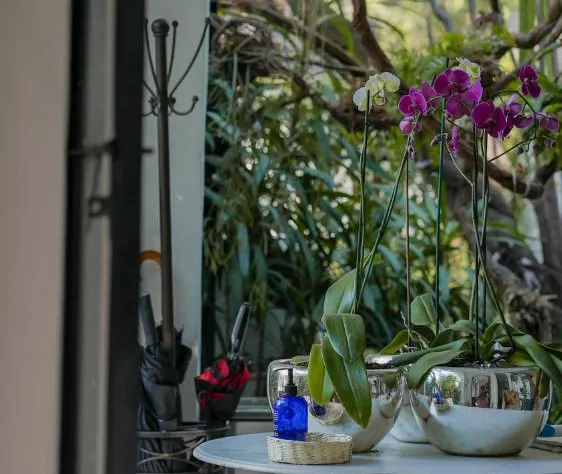 Orchid House Mexico City hotel detail image 1