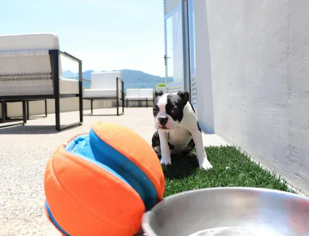 Hotel Mio Vallarta - Adults Only hotel detail image 3