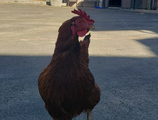 Cozy Mountain Motel hotel detail image 2